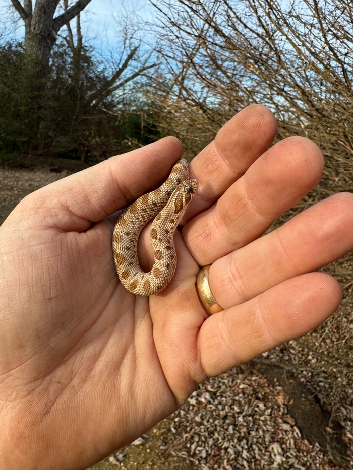 151FCDAB-6E77-4578-B3E7-124AF4045E33_700x Anaconda Western Hognose Snake Female #2 (Heterodon nasicus) - Image 1