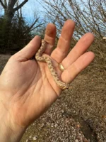 Anaconda Western Hognose Snake Female #2 (Heterodon nasicus) - Image 2