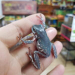 SNOWFLAKE Whites Tree Frogs (Litoria caerulea) - grade 1