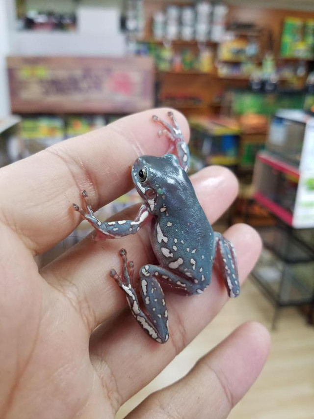 17554507_10155212785623958_6878983314080362692_n__69496 SNOWFLAKE Whites Tree Frogs (Litoria caerulea) - grade 1 - Image 1