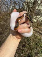 Hi White Pied Ball Python Female #2 (Python regius)
