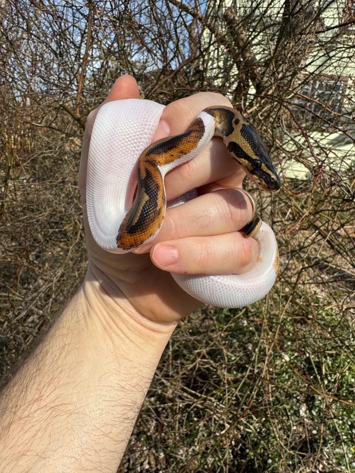 1A20640C-EAB4-4EA7-94D6-EEC884A01358_700x Hi White Pied Ball Python Female #2 (Python regius) - Image 1