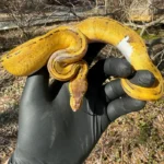 Pastel Pinstripe Low White Pied Ball Python Female #3 (Python regius)