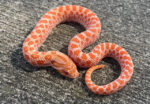 PINK PASTEL ALBINO Hognose for sale (Heterodon nasicus)
