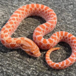 PINK PASTEL ALBINO Hognose for sale (Heterodon nasicus)