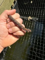 Red Eastern Hognose Snake 2024 Female #2 (Heterodon platirhinos) - Image 2