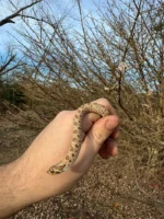 Anaconda Western Hognose Snake Female #2 (Heterodon nasicus) - Image 4