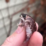 Mozambique Rain Frogs (Breviceps adspersus)
