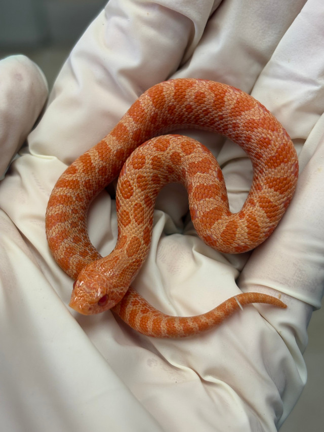 6CD1201C-FF2D-4D55-B103-34C58BFD281F__99650 Sable Albino (SUNBURST) Western Hognose Snakes (Heterodon nasicus) - Image 1