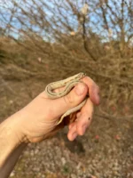 Superconda Western Hognose Snake Female #1 (Heterodon nasicus) - Image 4