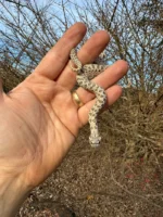 Arctic Western Hognose Snake Female #2 (Heterodon nasicus) - Image 2