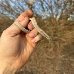 Superconda Western Hognose Snake Female #1 (Heterodon nasicus)