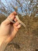 Superconda Western Hognose Snake Female #1 (Heterodon nasicus)