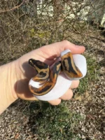 Hi White Pied Ball Python Female #2 (Python regius) - Image 4