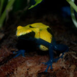 Citronella Dart Frogs For Sale (Dendrobates tinctorius)