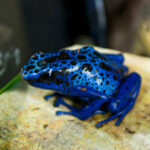 Blue Azureus Dart Frog For Sale (Dendrobates azureus)
