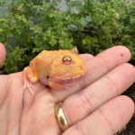 Mutant Pacman Frog #4 (Ceratophrys cranwelli)