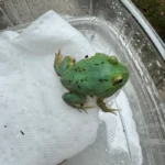 Radiant Blue Pacman Frog (Ceratophrys cranwelli)