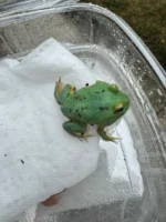 Radiant Blue Pacman Frog (Ceratophrys cranwelli)