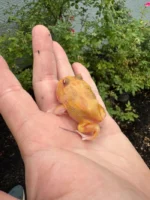 Mutant Pacman Frog #4 (Ceratophrys cranwelli) - Image 6