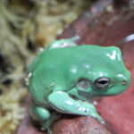 Baby Whites Tree Frogs for sale (Litoria caerulea) "Dumpies"