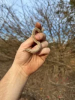 Superconda Western Hognose Snake Female #1 (Heterodon nasicus) - Image 3