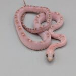 Cornsnake – Scaleless Bloodred Piedsided – Female No. 1