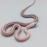 Cornsnake – Scaleless Tessera Ghost – Male