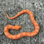 Sable Albino Anaconda (SUNBURST ANACONDA) Western Hognose Snakes (Heterodon nasicus)