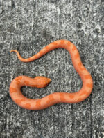 Sable Albino Anaconda (SUNBURST ANACONDA) Western Hognose Snakes (Heterodon nasicus)