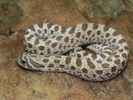 Western Hognose Snakes (Heterodon nasicus)