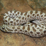 Western Hognose Snakes (Heterodon nasicus)