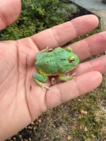 Radiant Blue Pacman Frog (Ceratophrys cranwelli) - Image 3