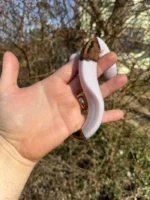 Hi White Pied Ball Python Female #2 (Python regius) - Image 2