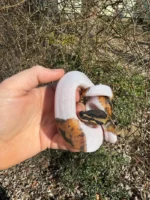 Hi White Pied Ball Python Female #2 (Python regius) - Image 5