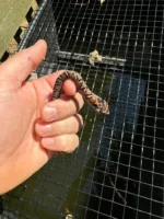 Red Eastern Hognose Snake 2024 Female #2 (Heterodon platirhinos)