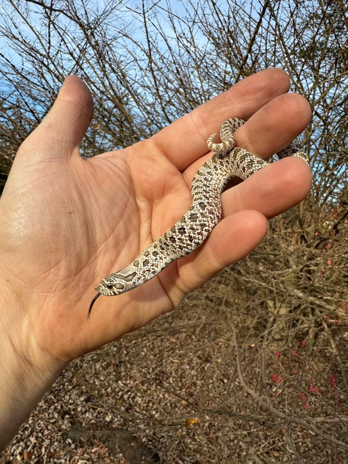 FABA0317-37E7-43CA-840A-2840558BD3AC_700x Arctic Western Hognose Snake Female #2 (Heterodon nasicus) - Image 1