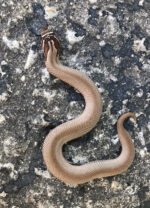 Super Anaconda Phase Western Hognose Snakes (Heterodon nasicus) - Image 2