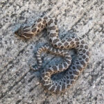 HET for Axanthic Western Hognose Snakes (Heterodon nasicus)