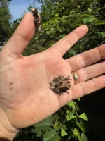 Pied Warty Tree Frog (Theloderma asperum) - Image 4