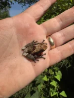 Pied Warty Tree Frog (Theloderma asperum) - Image 3