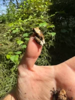 Pied Warty Tree Frog (Theloderma asperum) - Image 2