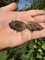 Thai Bug Eyed Tree Frogs (Theloderma horridum) - Image 3