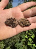 Thai Bug Eyed Tree Frogs (Theloderma horridum) - Image 2