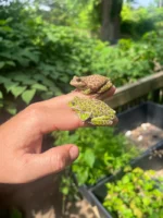Barking Tree Frog Adults (Dryophytes gratiosus) - Image 2