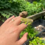 Barking Tree Frog Adults (Dryophytes gratiosus)