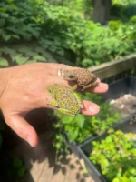 Barking Tree Frog Adults (Dryophytes gratiosus) - Image 3