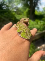 Barking Tree Frog Adults (Dryophytes gratiosus) - Image 5