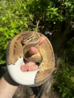 Hi White Pied Pinstripe Ball Python Adult Female #1 (Python regius) - Image 3
