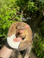 Hi White Pied Pinstripe Ball Python Adult Female #1 (Python regius)